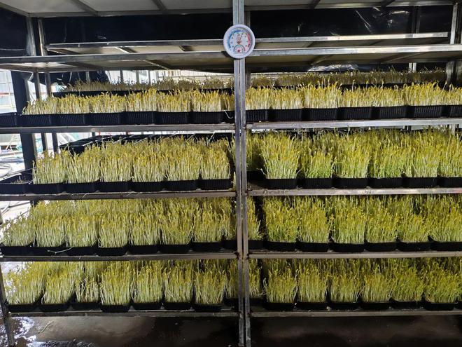 稻香映洱海 绿意富农家——大理市恒安农林专业合作社的生态农业实践(图18)