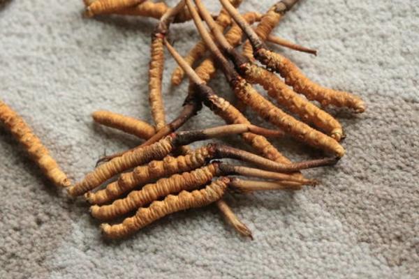 类乌齐：“三有一保”加强虫草采集管理服务工作(图1)