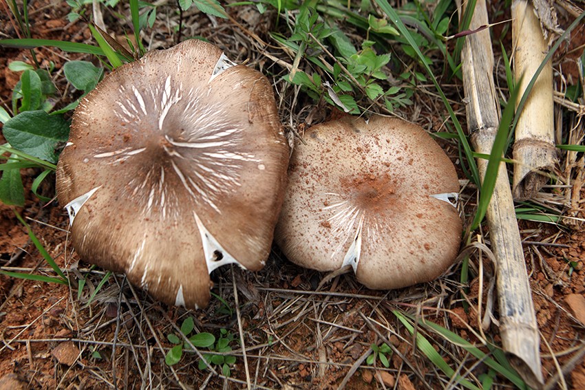 觀雲台 要有白蟻才能種出的野生菌 實現仿野生種植了(图1)