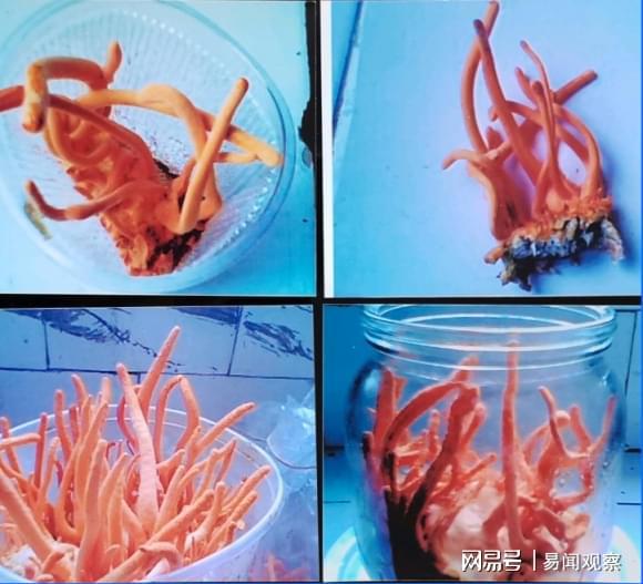 龟鳖虫草专利技术转化遇阻 审查标准引争议(图1)