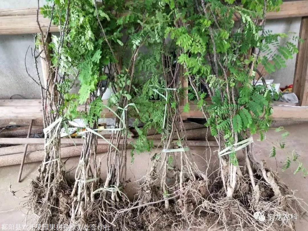 人工北虫草的种植技术(图1)