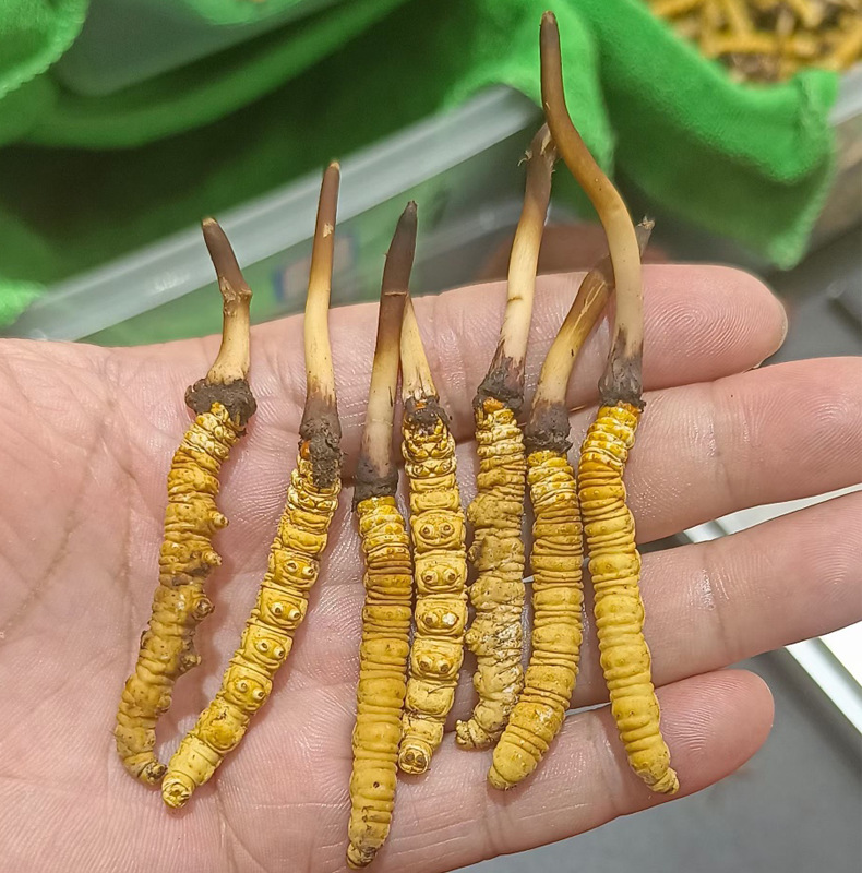 关于中央八项规定习近平总书记这样强调(图1)