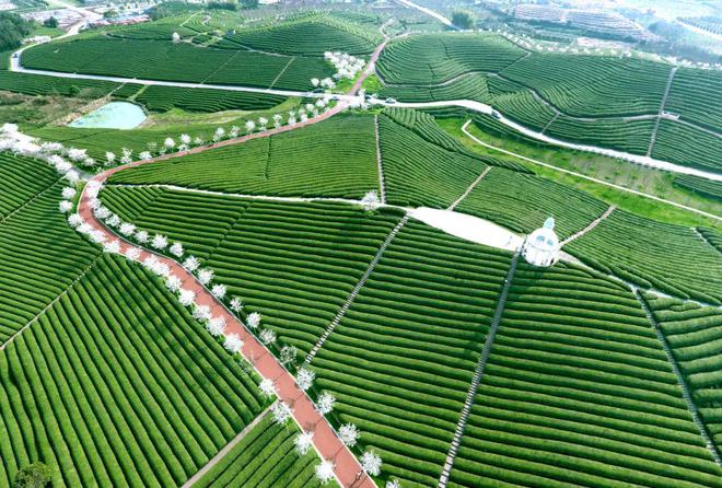 专业采购指南 第七届中国国际茶叶博览会优选展团之浙江省(图4)