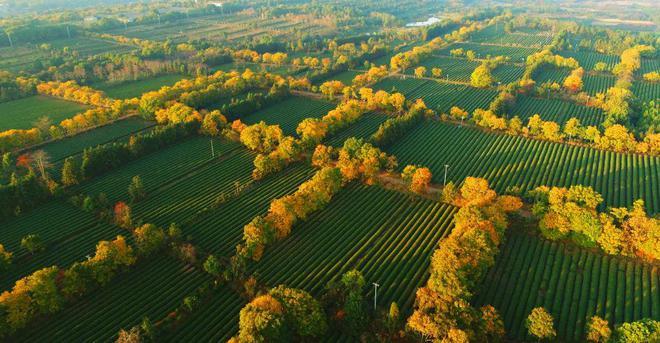 专业采购指南 第七届中国国际茶叶博览会优选展团之浙江省(图12)
