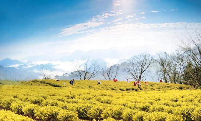 专业采购指南 第七届中国国际茶叶博览会优选展团之浙江省(图14)