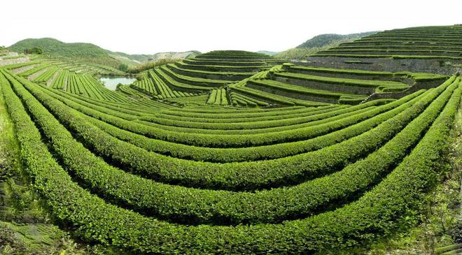 专业采购指南 第七届中国国际茶叶博览会优选展团之浙江省(图15)