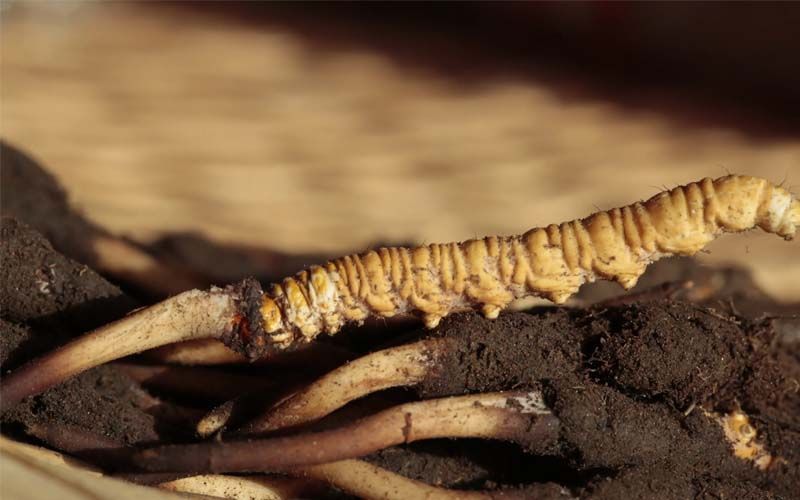 一年300万！他在张家港长江边打造的特色渔场出名了！(图1)