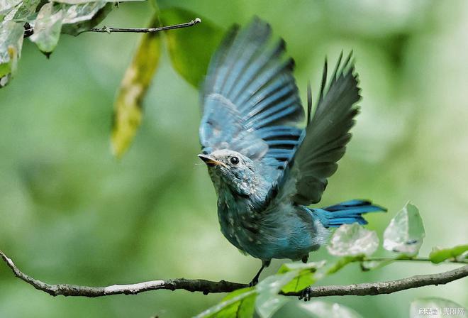 首次监测到珍稀虫草！贵阳这样守护生物“多样”精彩(图4)