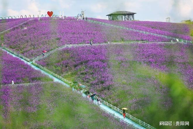 首次监测到珍稀虫草！贵阳这样守护生物“多样”精彩(图3)