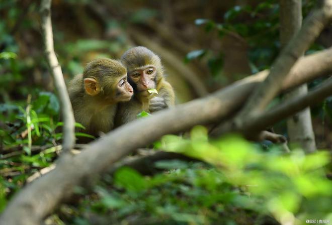 首次监测到珍稀虫草！贵阳这样守护生物“多样”精彩(图1)
