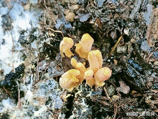 首次监测到珍稀虫草！贵阳这样守护生物“多样”精彩(图2)