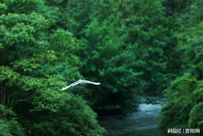 首次监测到珍稀虫草！贵阳这样守护生物“多样”精彩(图8)