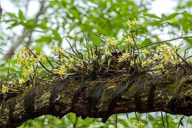 ‌曾经千元一斤的“树上黄金”为何价格暴跌后反遭人嫌弃(图3)