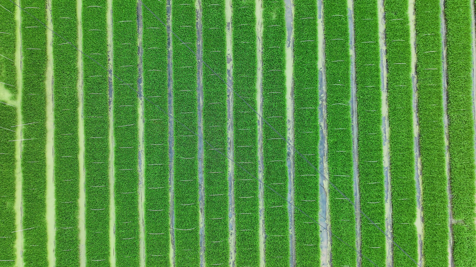 贵州施秉：田间来了个“农博士”(图1)
