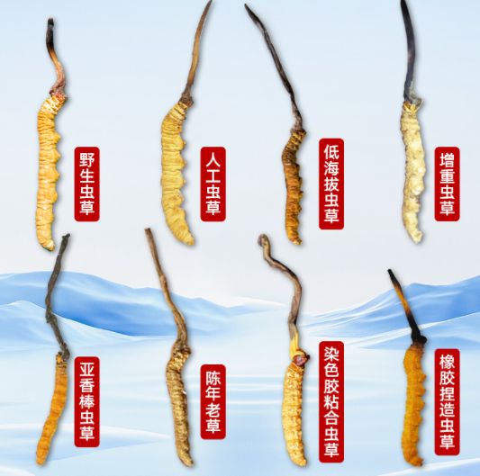 别再乱买虫草了加微信才知道源头虫草直供都是一手价！(图2)