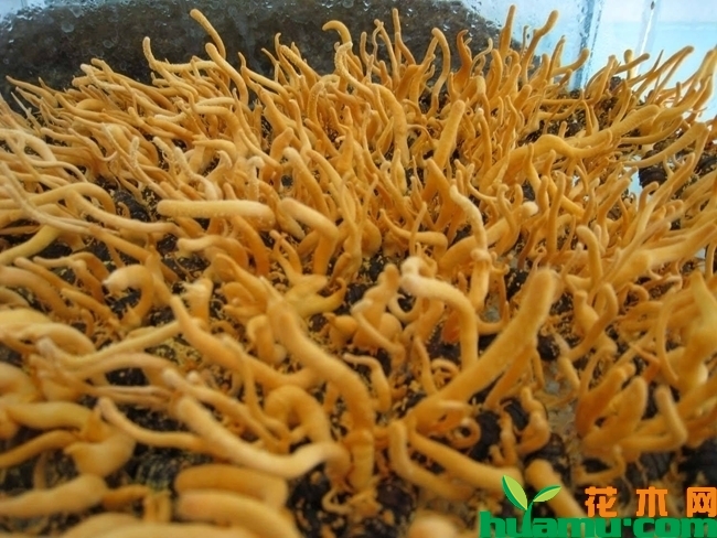 北虫草种植方法北虫草docx(图1)