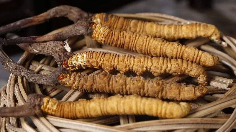 《科普儋洋行》 儋州木薯科技小院：产学研一体化发展 科技赋能乡村振兴(图1)