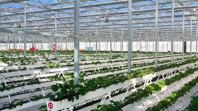 广饶：特色中药材种植 打造致富金“药”匙(图4)