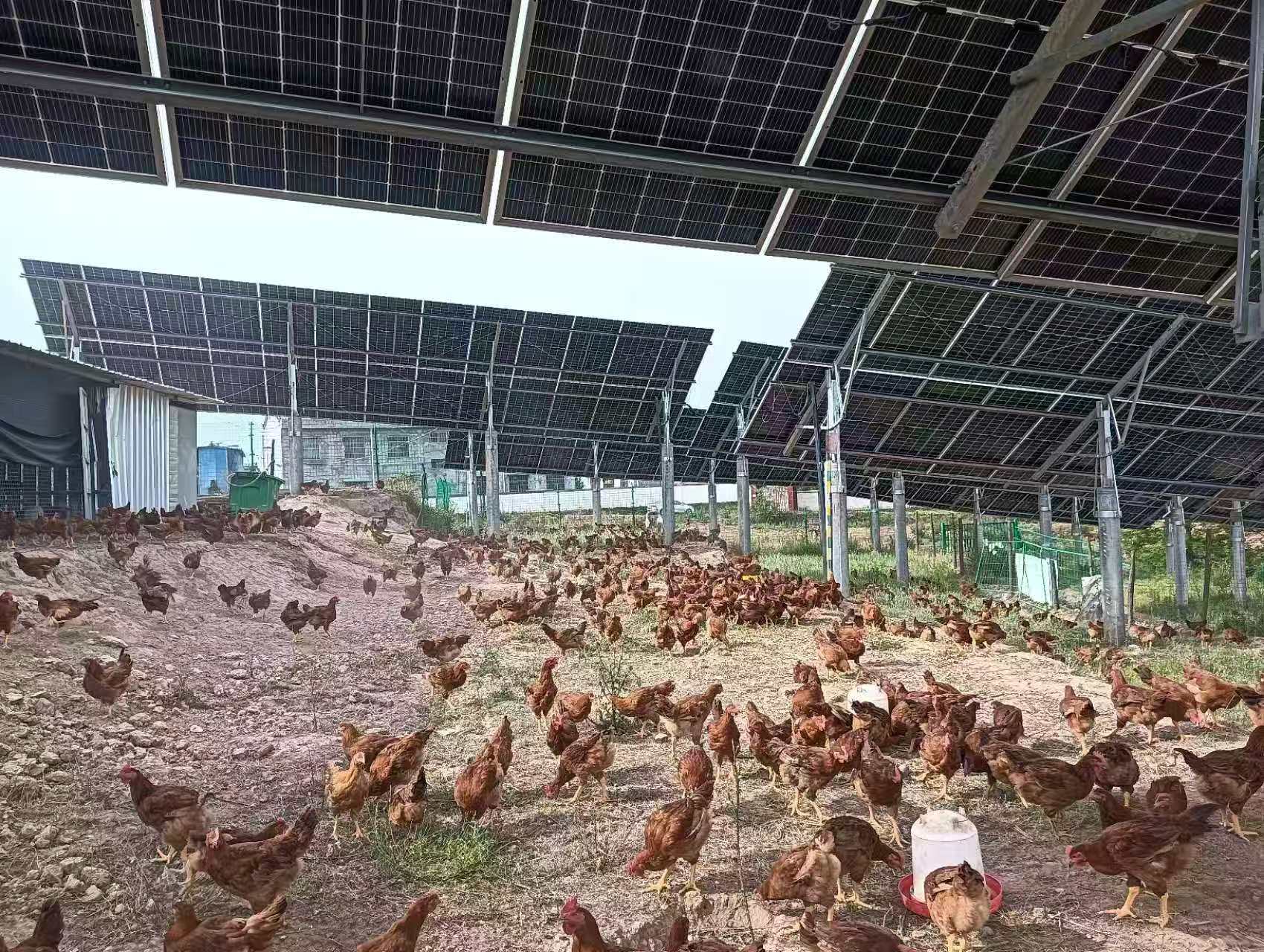 陕西陇县苏家塬村：光伏板下“溜达鸡” 拓宽群众致富路(图1)