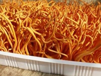 虫草怎么养殖_虫草的养殖技巧(图2)