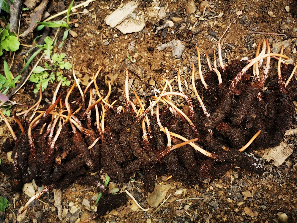 “水稻+禾虫”模式火了！亩产值破4万乡村振兴的财富密码被揭开(图1)