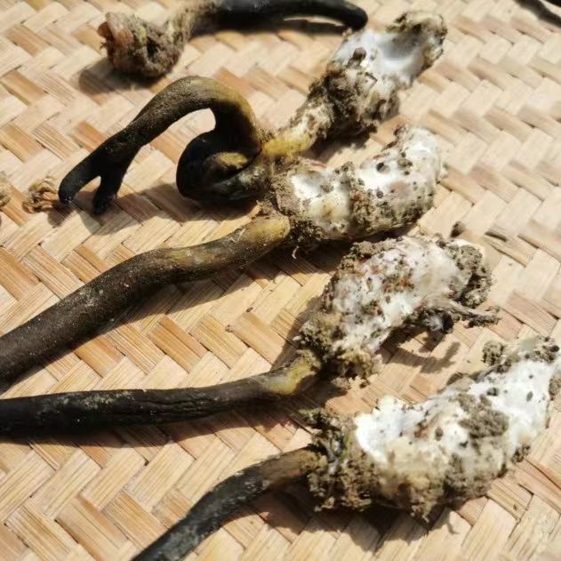 虫草30年价格疯涨7400倍(图1)