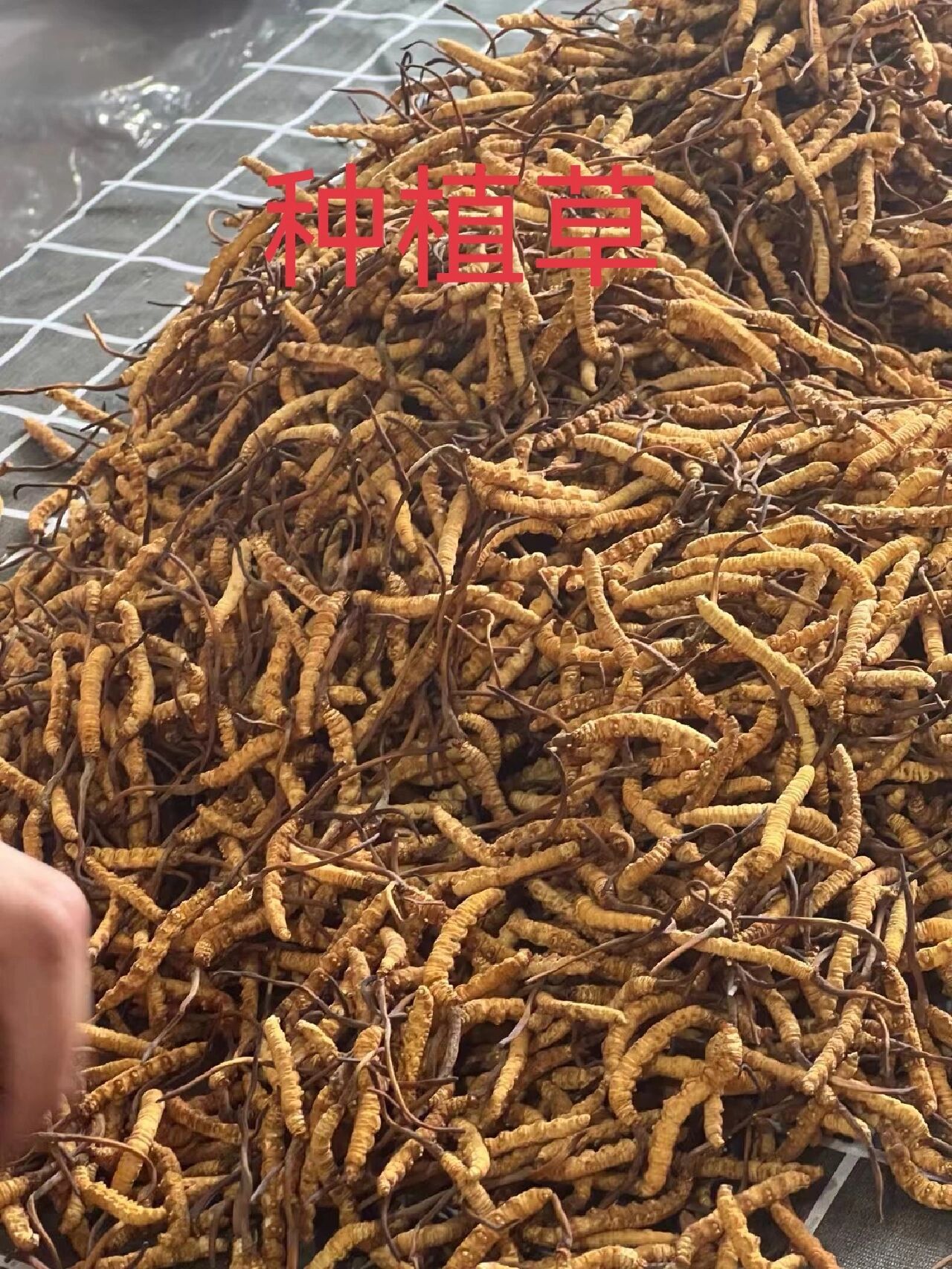 春耕春管尽显“科技范儿”(图1)