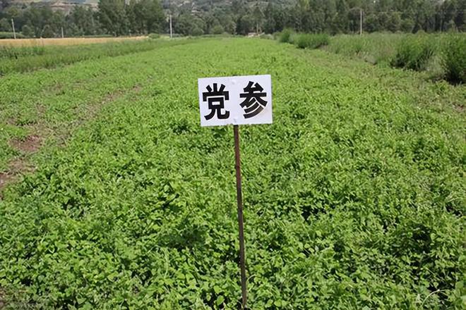 国务院出手整治中药全链条！最终目标：种药像种粮假药无处藏！(图7)