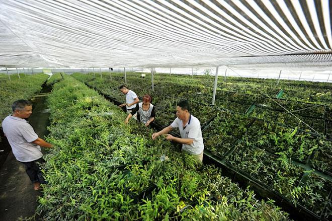 国务院出手整治中药全链条！最终目标：种药像种粮假药无处藏！(图10)