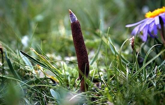 虫草种植骗局：编造虚假信息 蒙骗投资人(视频)(图1)