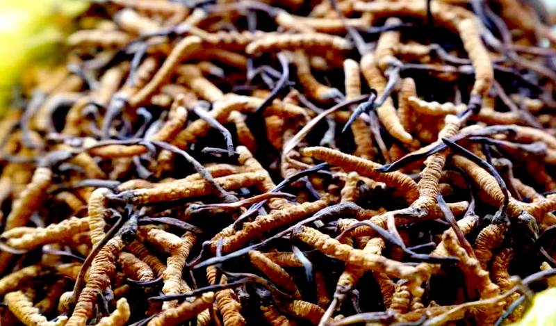 祁阳：乡土人才“破土飘香”助力乡村振兴(图1)