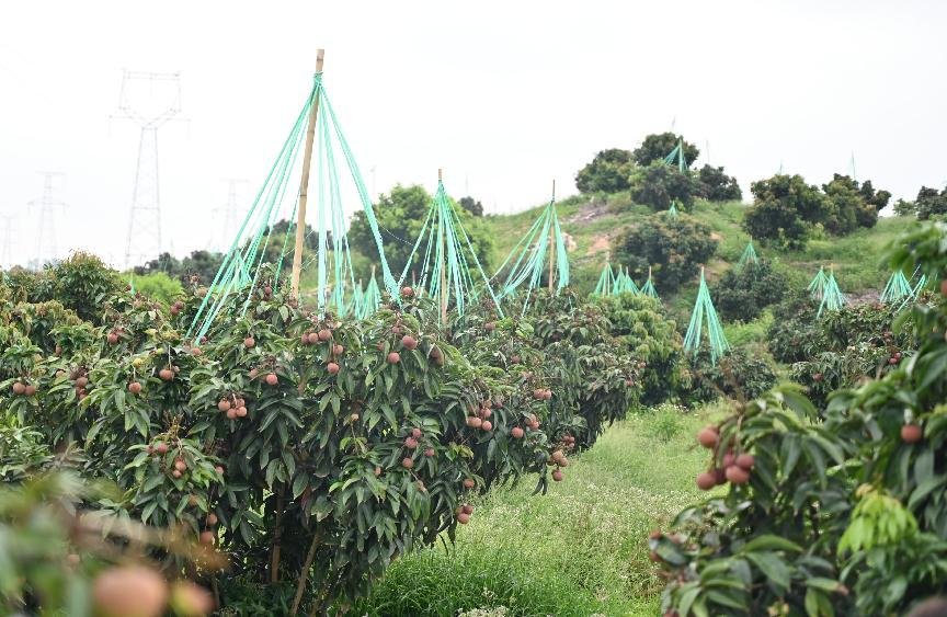 比鸡蛋还大的荔枝！华农“仙桃荔”甜爆上新保鲜期一个月(图2)