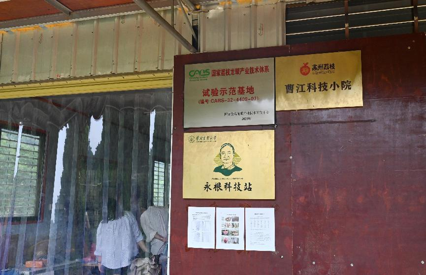 比鸡蛋还大的荔枝！华农“仙桃荔”甜爆上新保鲜期一个月(图3)