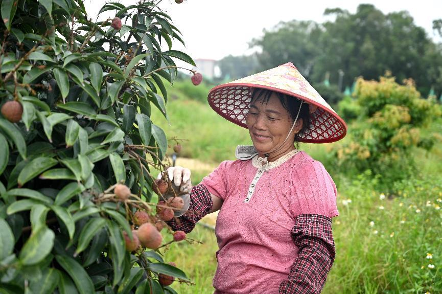 比鸡蛋还大的荔枝！华农“仙桃荔”甜爆上新保鲜期一个月(图4)