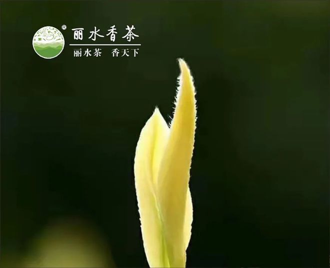 【必藏版采购指南】浙里茗香·太原绽放！华巨臣太原茶博会浙江省展团必买！(图8)