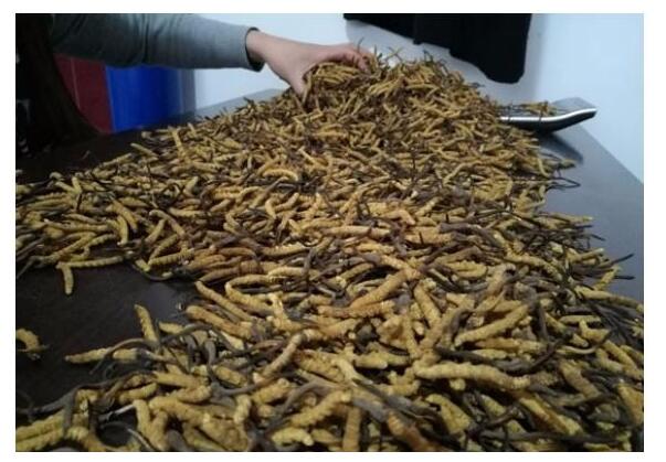 冬虫夏草怎么种植视频(图1)