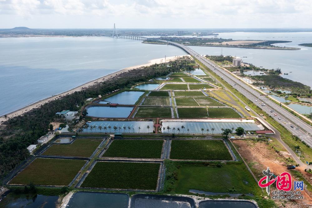 盐碱地长出“海人参” 小小海虫草为海洋经济注入新活力(图3)