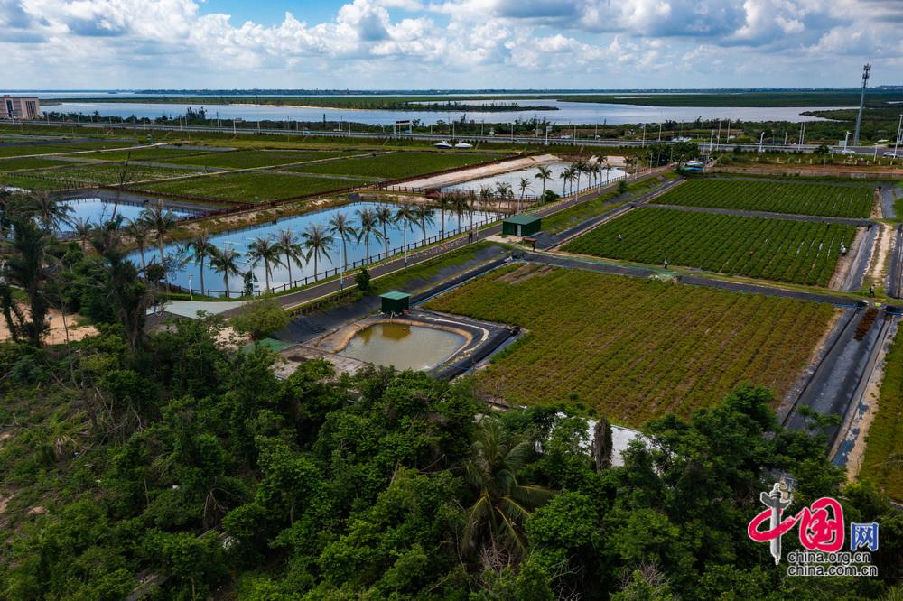 盐碱地长出“海人参” 小小海虫草为海洋经济注入新活力(图5)