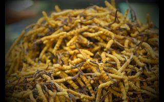 食用菌行业分析：2025年市场趋势与创业机会全解析(图1)