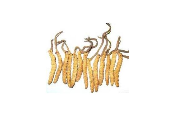 蜂蛹虫草的培育方法pdf(图1)