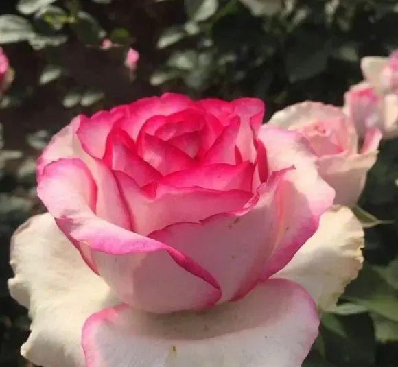 清明回老家院子里的月季开始发力了全是侧芽底肥很重要(图1)