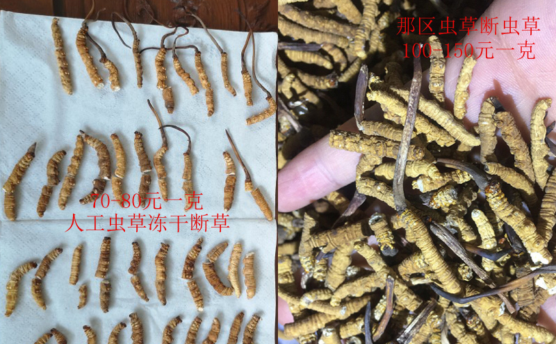 冬虫夏草栽培ppt(图1)