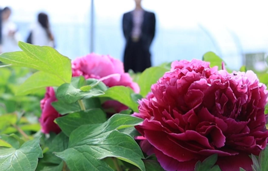 市农科院：马铃薯育种团队赴西南大学农生学院交流学习(图1)