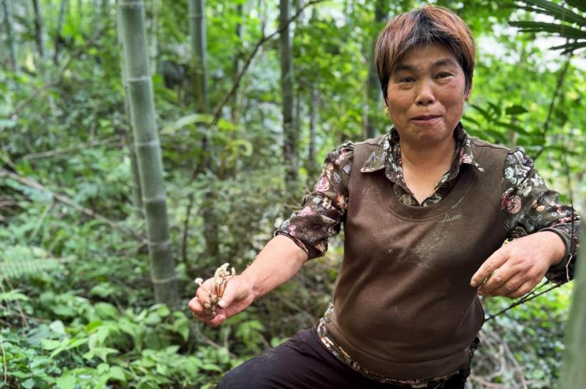 合肥市廬江縣湯池鎮果樹村：“金蟬花”開出“致富花”(图2)