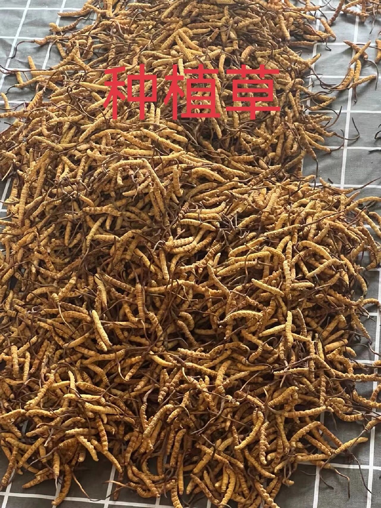人工可以种植冬虫夏草吗？(图1)