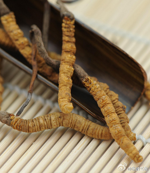 众兴菌业：积极推进冬虫夏草工厂化仿生培育项目建设增加公司新的盈利增长点(图1)