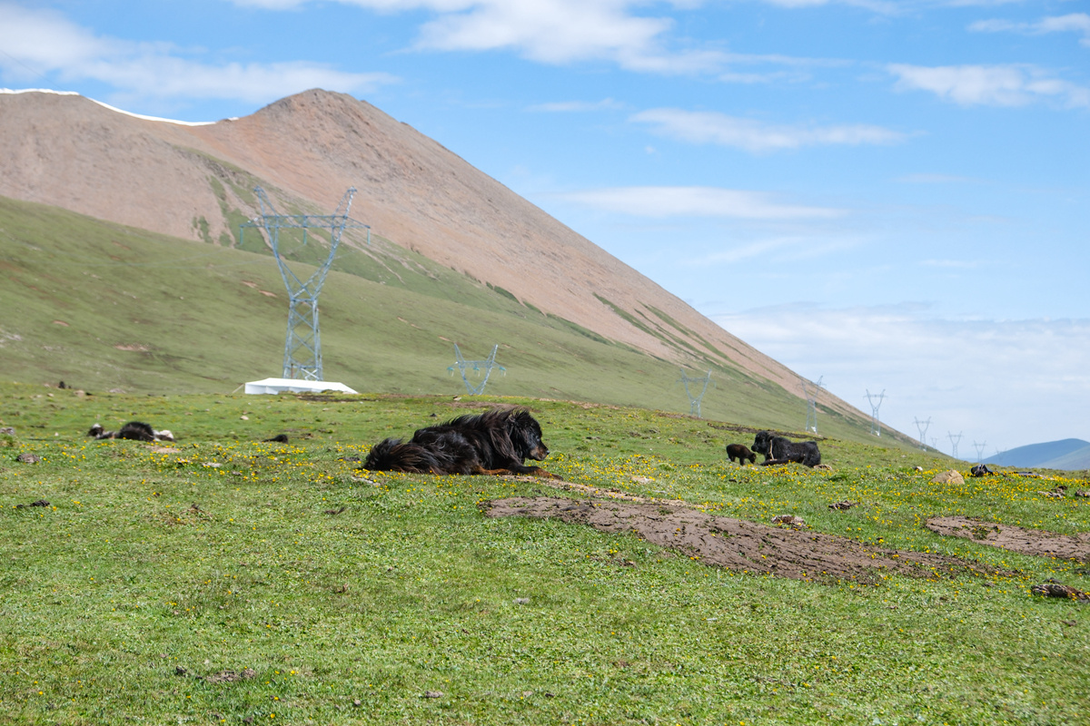 央媒看四川丨生活在海拔4800米的夏牧场——四川石渠县牧民尼美多吉的帐篷畅想(图2)