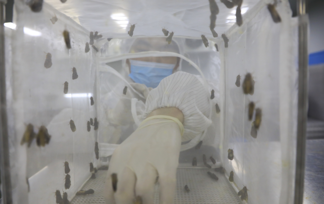 威海高新区小小虫草撬动亿元市场(图1)