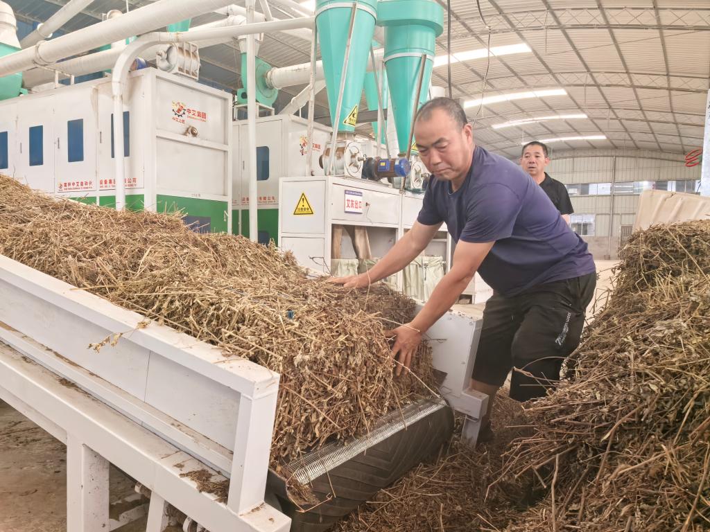重庆垫江：变草为宝种出致富路(图2)