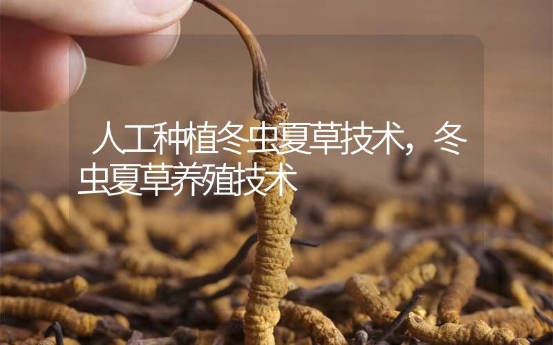 江津：以新质生产力之笔描绘宜居宜业和美乡村新画卷(图1)